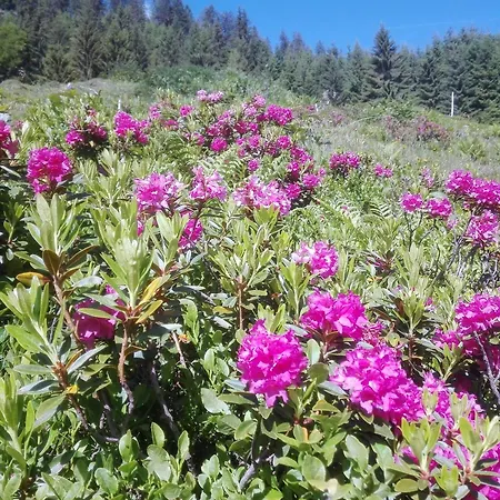 Holzfaellerhaus Melkstatt