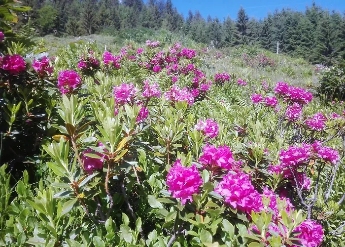 Holzfaellerhaus Melkstatt
